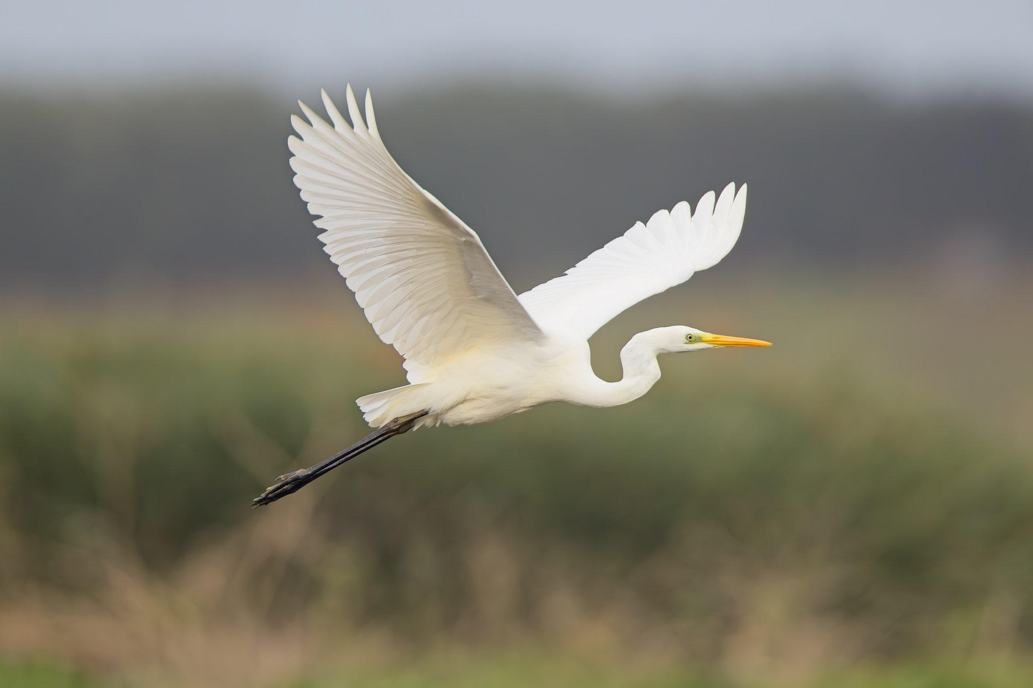 Silberreiher fliegt