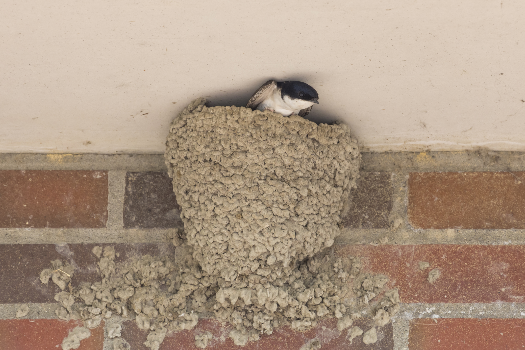 zwei Rauchschwalben im Nest