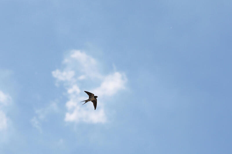 eine Schwalbe im Flug