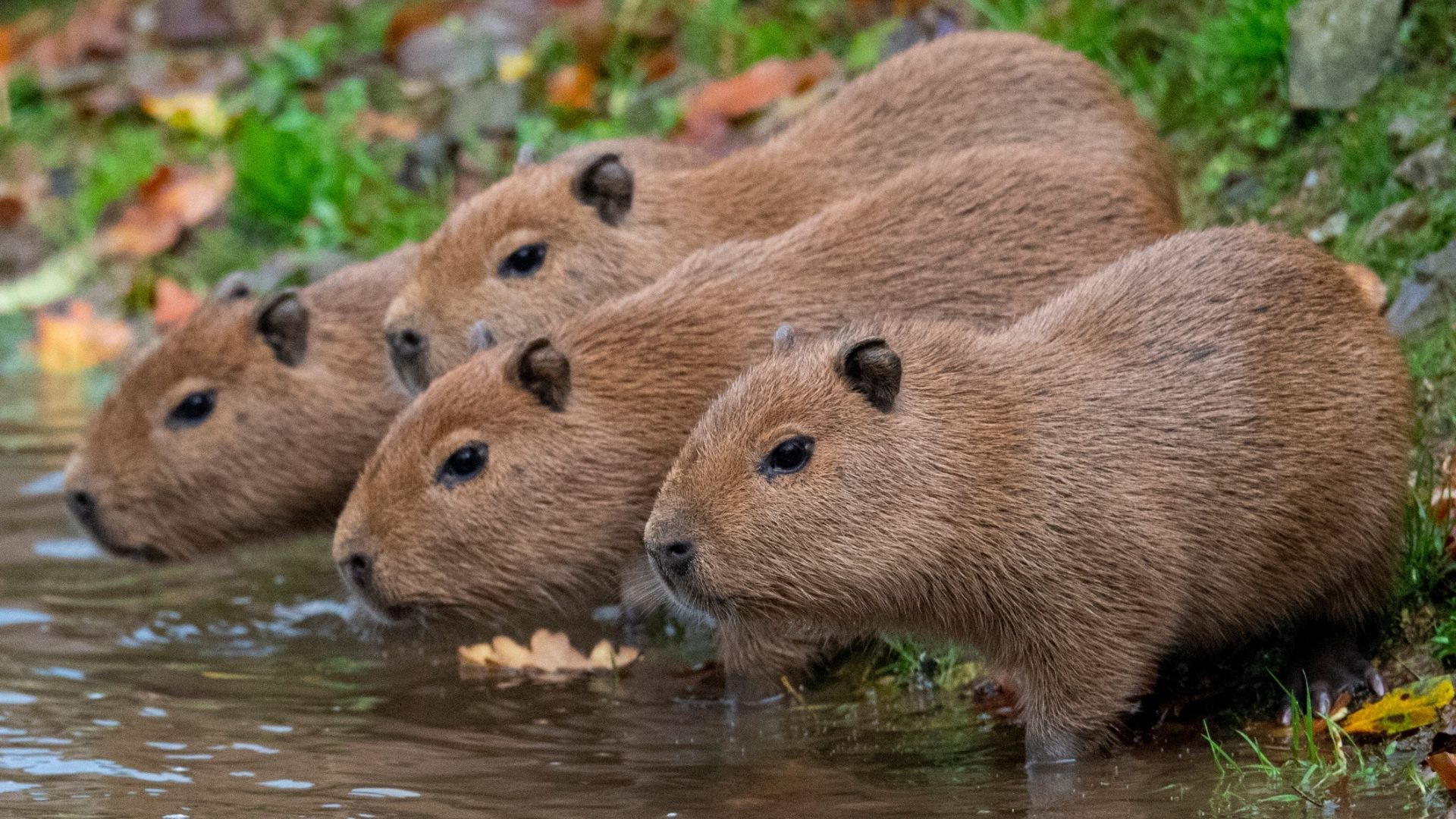 baby capybara trinken