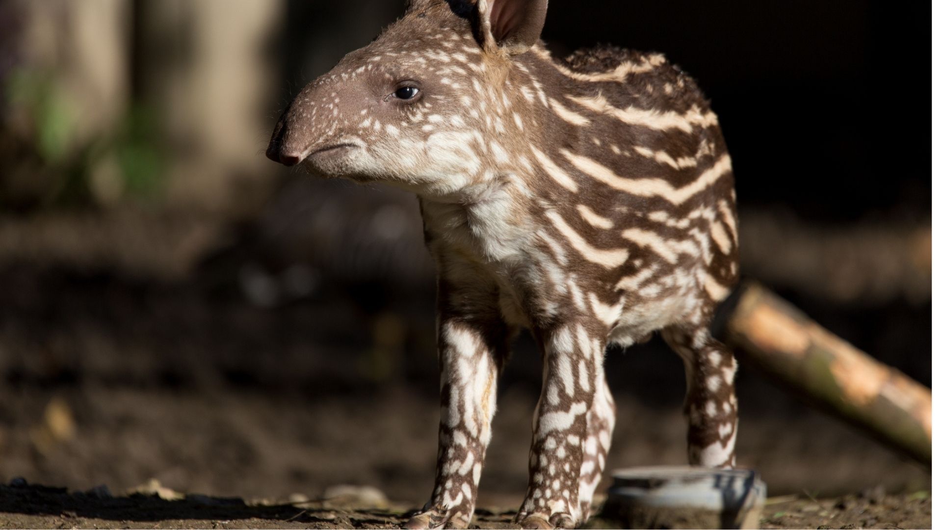 ein baby tapir mit streifen und punkten