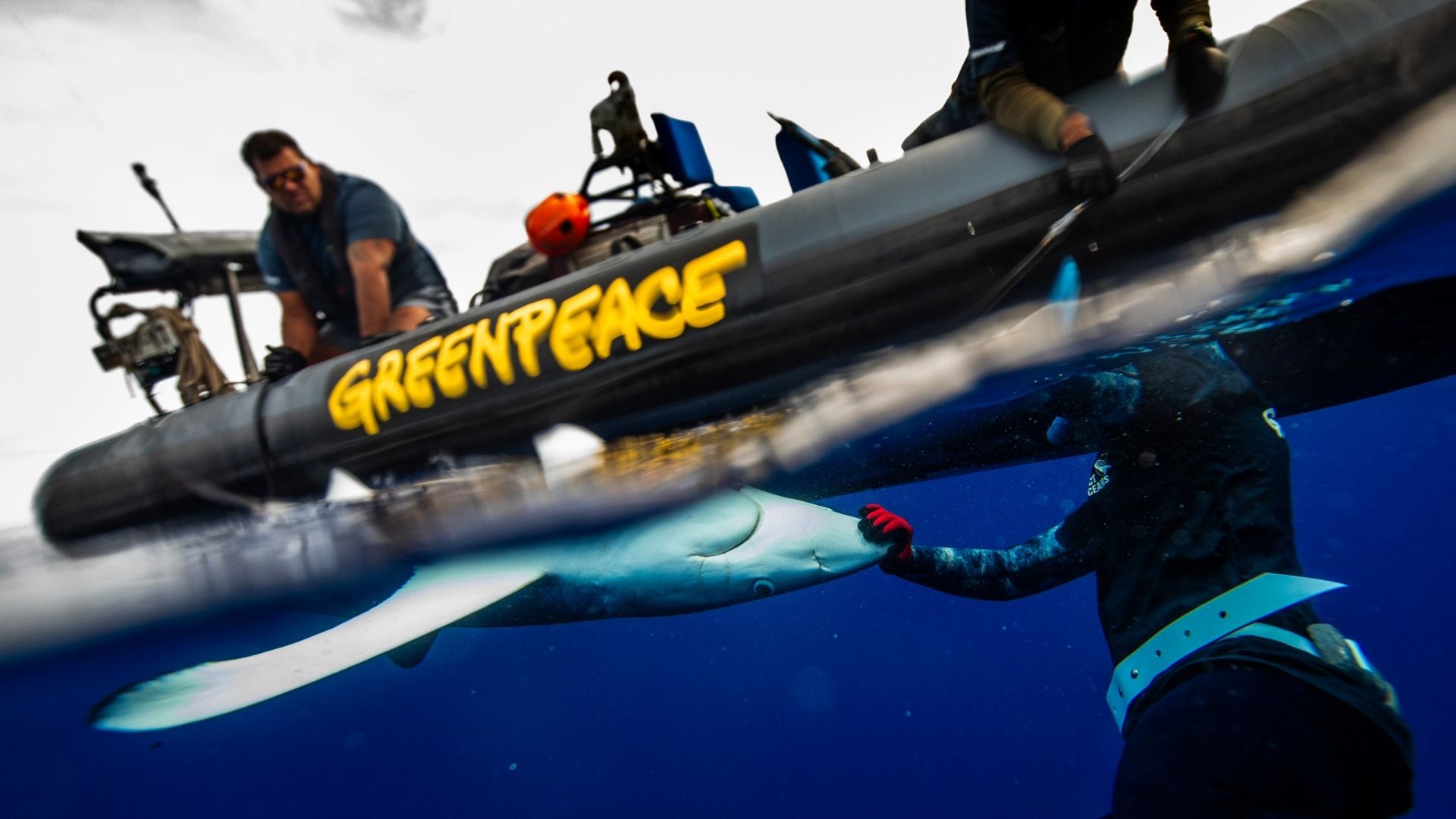 blauhai-wird-von-einer-langleine-durch-greenpeace-gerettet