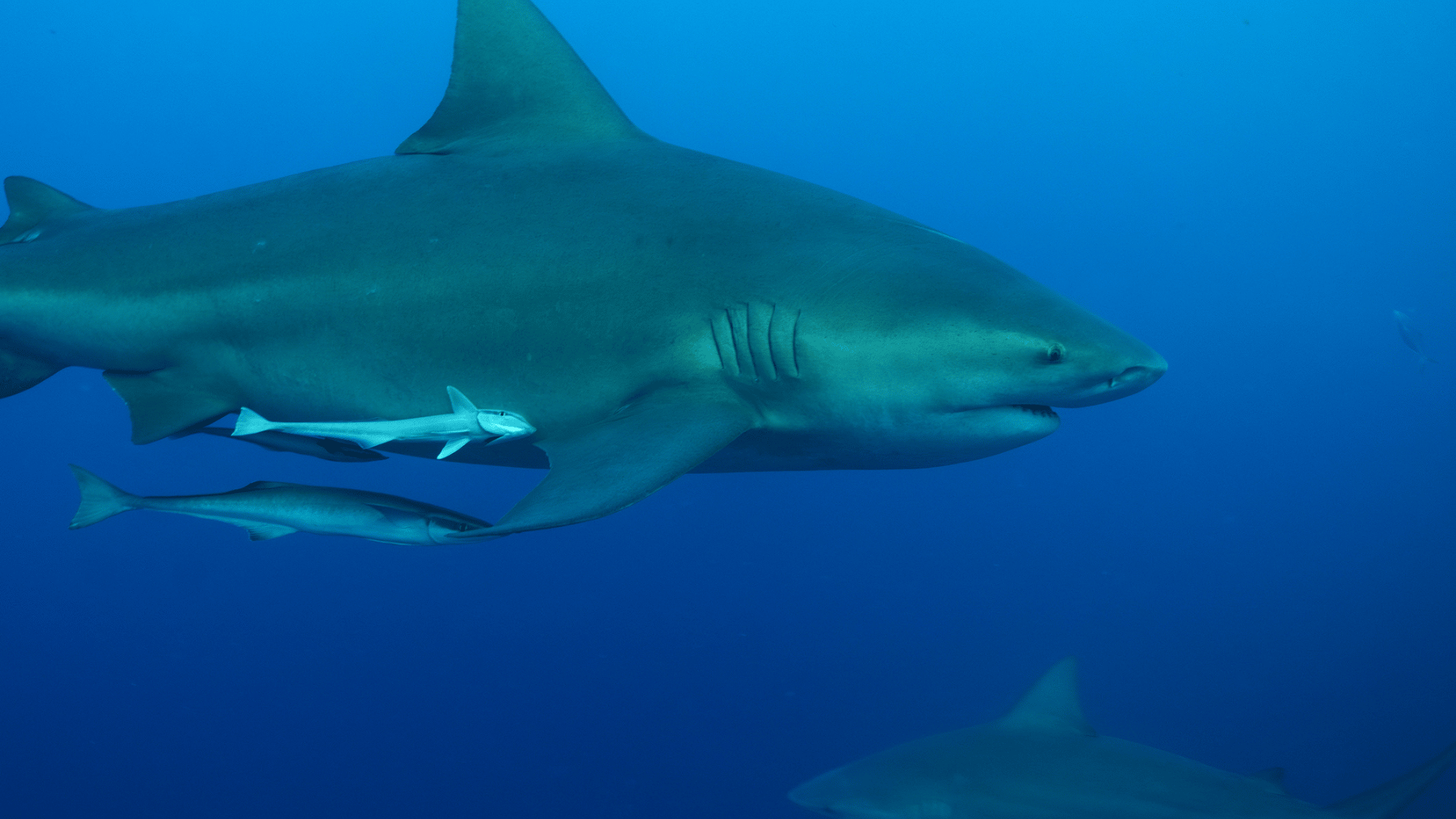 schwimmender-bullenhai-mit-pilotfischen