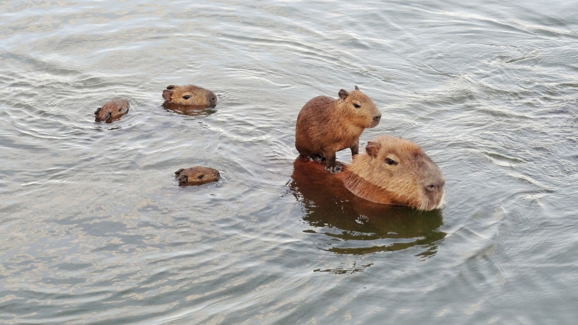 capybara mit familie