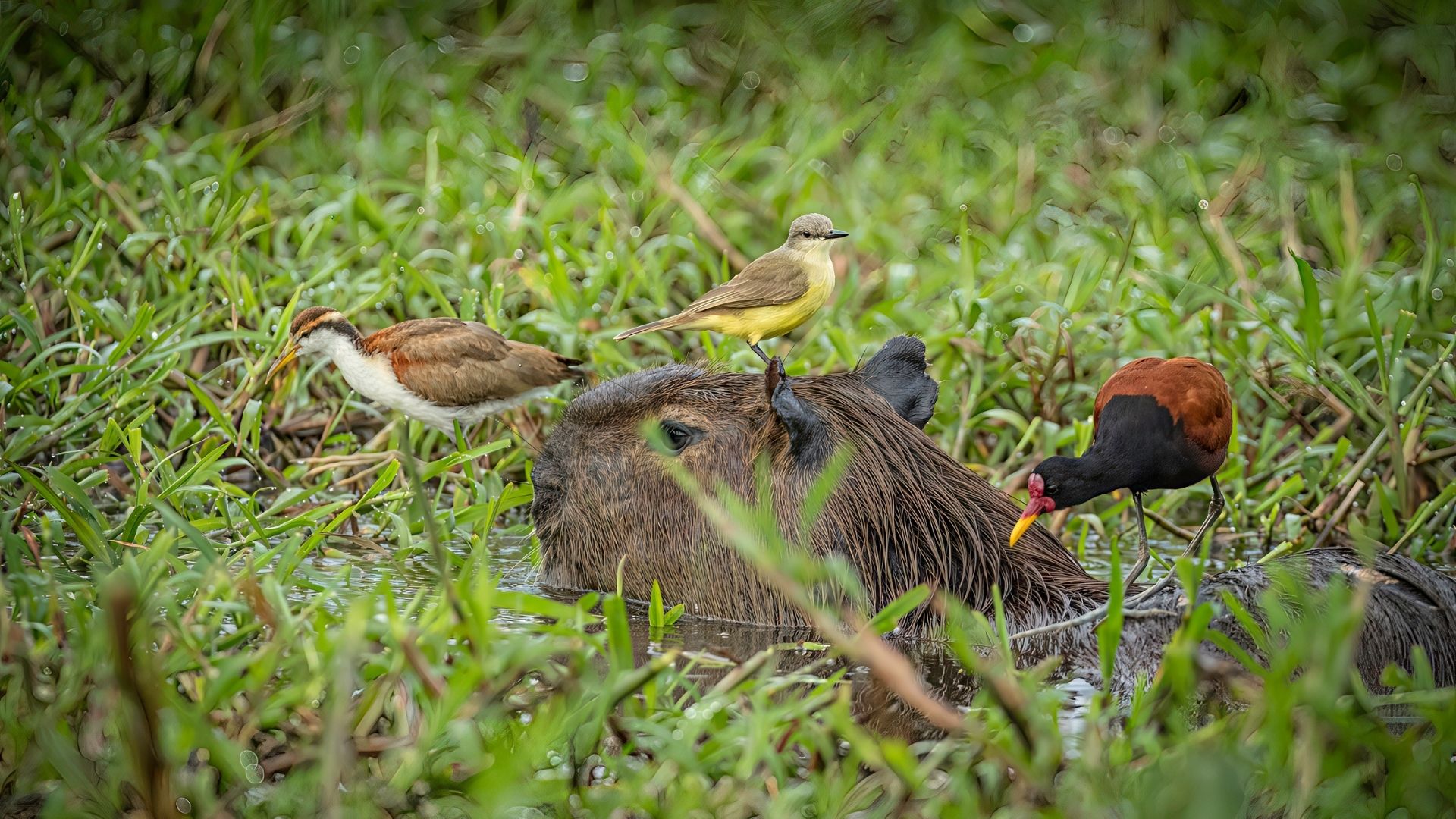 capybara mit vögeln
