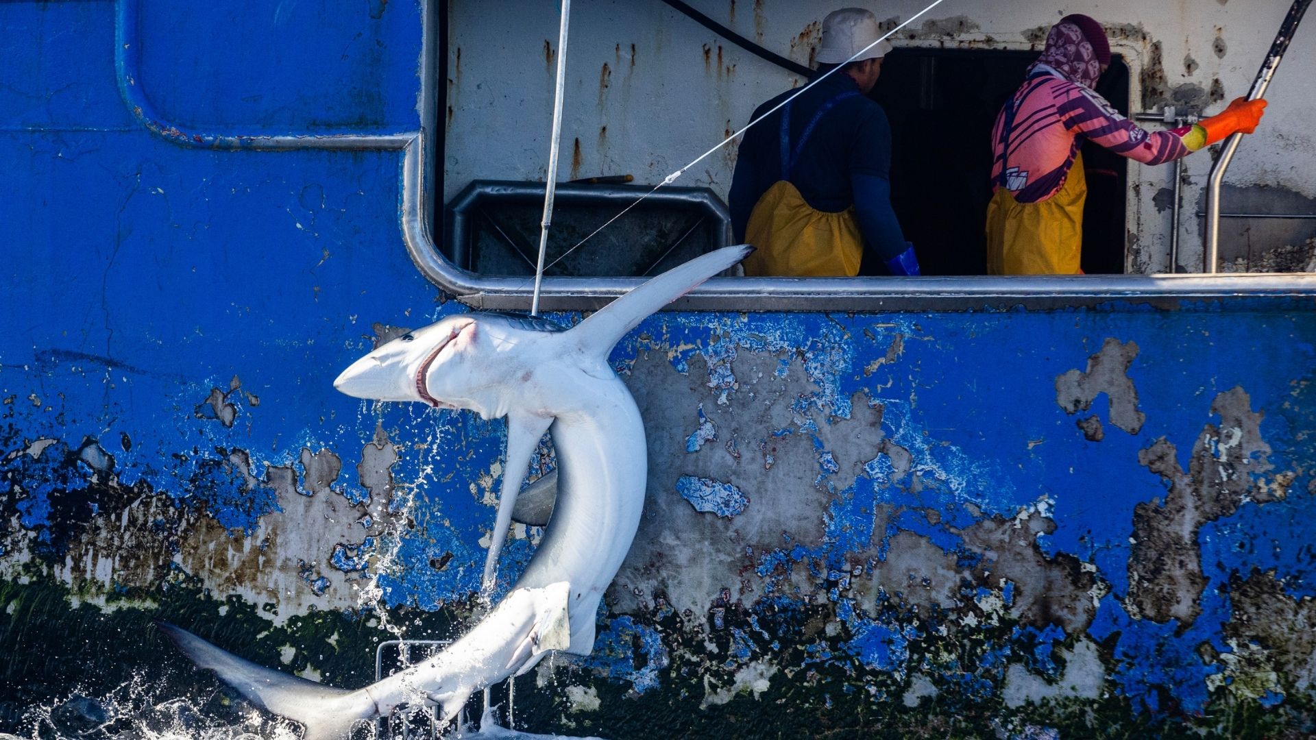 ein-blauhai-als-beifang-wird-auf-ein-fangschiff-aus-dem-meer-gezogen