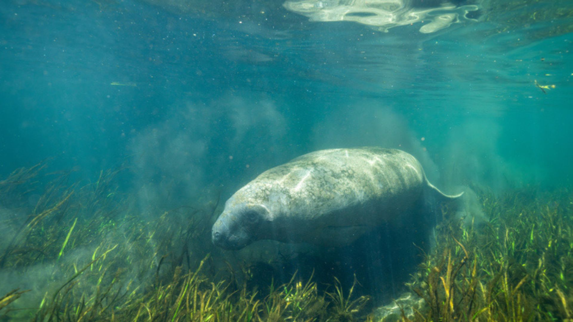  eine Seekuh in einer Seegraswiese