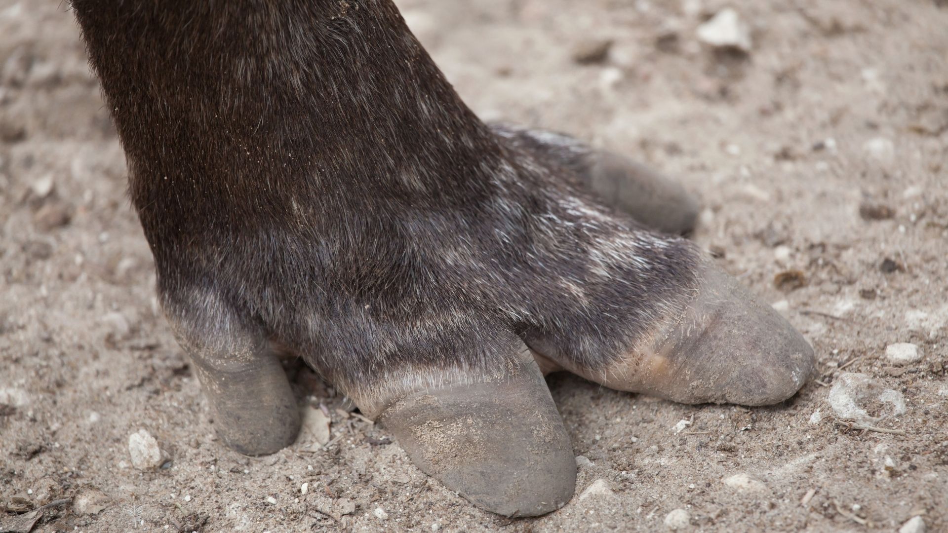 tapir füße