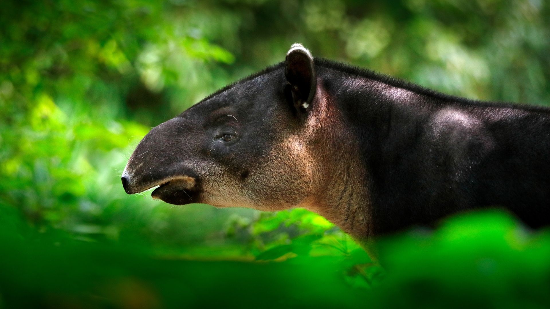 Tapir im Gran Chaco