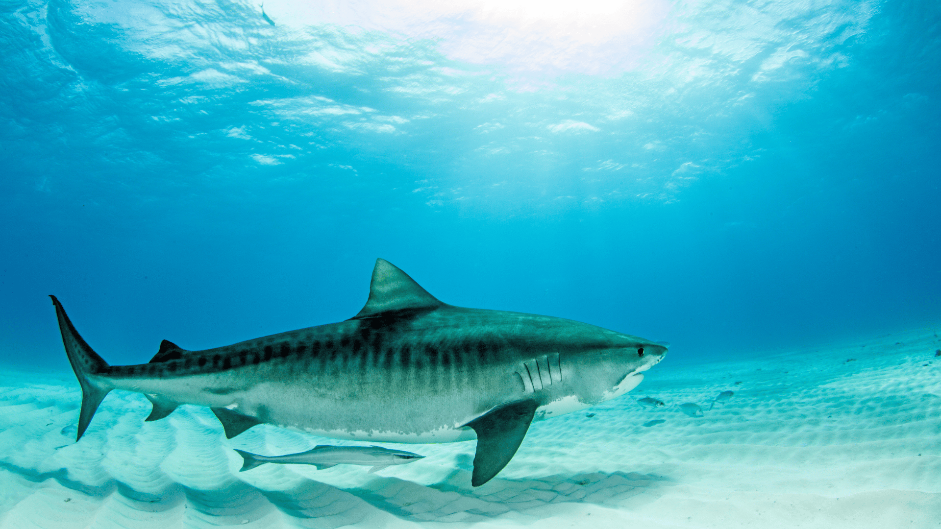 schwimmender-tigerhai-mit-pilotfisch