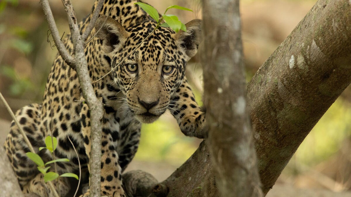 Jaguar im Gran Chaco