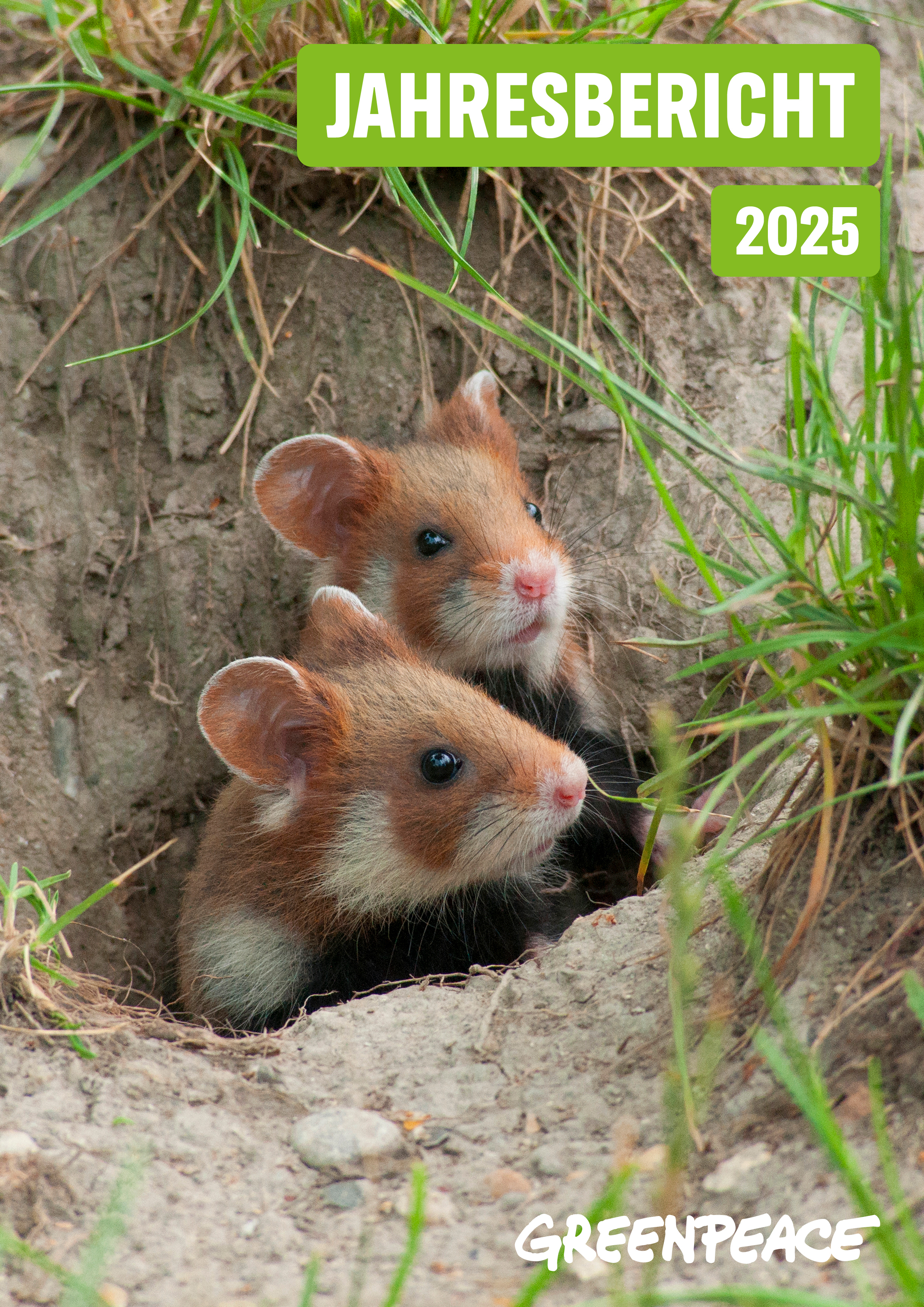 Jahresbericht 2025 image