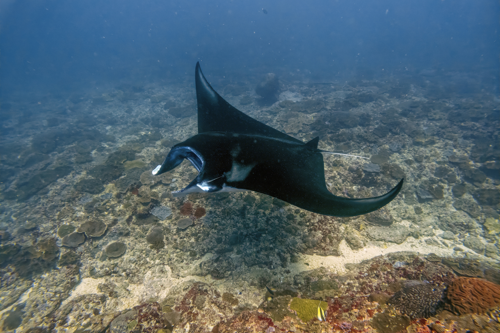 Ein schwarzer Mantarochen gleitet über ein Riff in Indonesien