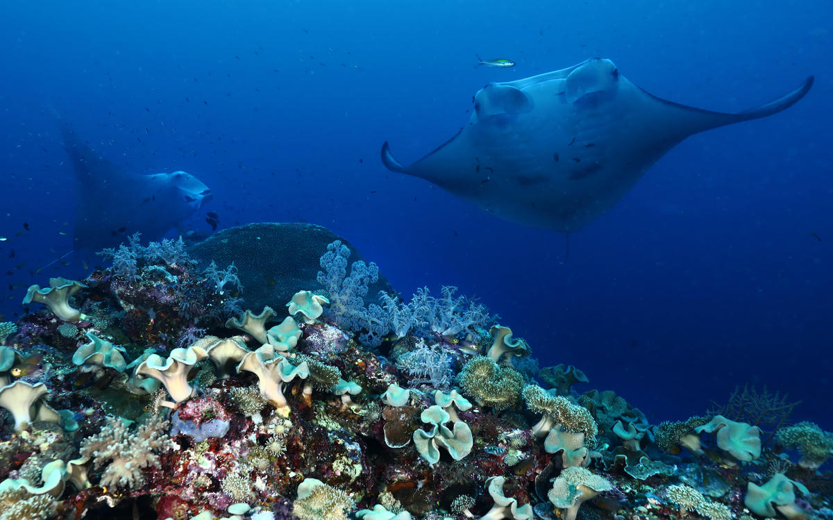zwei Mantarochen schweben über ein Riff