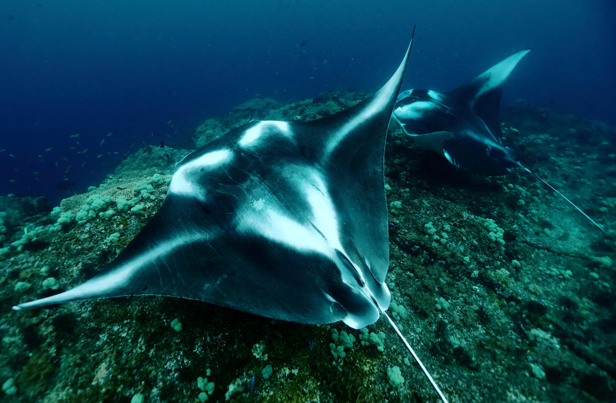 Zwei Mantarochen gleiten über ein Riff in Raja Ampat